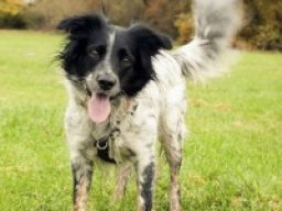 english_borsetter_collie_20211219_1830796503